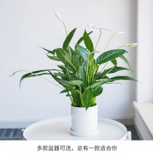  ֲ Ի ˮ໨