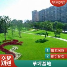 冷季型四季青草皮 大型草坪基地 种植经验富 各种草籽草种