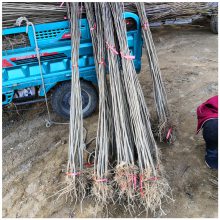 润景苗木出售一年生杜仲小苗 药材植物 1米高杜仲树苗价格