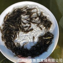 澳洲龙虾苗澳洲小龙虾鱼苗澳洲小龙虾鱼苗淡水龙虾鱼苗出售