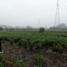 海桐的杯苗批发基地 海桐地苗出售 海桐工程绿化苗木