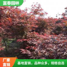 苗圃出售 日 本红枫 庭院园林观赏苗木 市政绿化苗