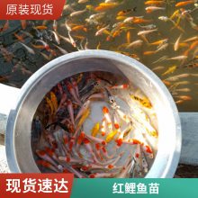 红白三色锦鲤鱼苗 颜色丰富 游动活跃锦鲤鱼苗 放生金鱼苗