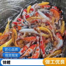 锦鲤鱼苗 优质好苗 存活*** 生长迅速 产量好 包品质
