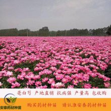 白芍芽产地 五方九如出售改良白芍芽回收中药材白芍