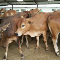 养殖20头黄牛一年的成本和利润 肉牛批发 纯种鲁西黄牛牛犊价格