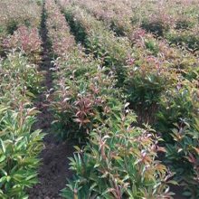 白芍芽子种植基地亳州富家药材合作社