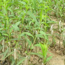 瑞蟠4号桃树苗 帅阳园艺场 各种品种 黄桃树苗培育基地