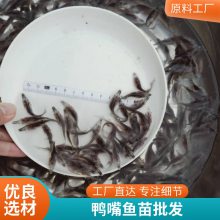 淡水养殖 鸭嘴鱼苗 易成活繁殖快 品种多样基地批发 港发水产