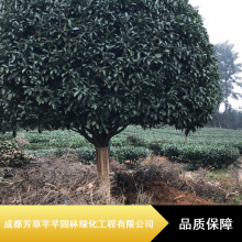 高杆桂花工程苗_行道绿化桂花_芳草芊芊15公分桂花现货