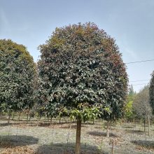 桂花树盆栽湖南岳阳 乐昌含笑桂花树八月桂种植基地出售