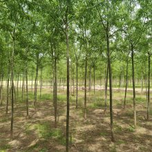 旱柳树 园林绿化 数量大 全国配送