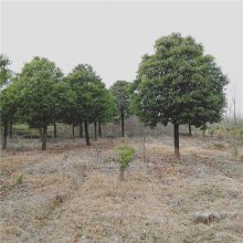 天昱供应 香樟 18公分香樟树杆直冒圆 全冠移栽苗行道树