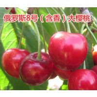 大樱桃新品种 俄罗斯8号大樱桃苗适应种植范围