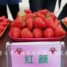 ¼ݮ硢ݮļҺáݮ
