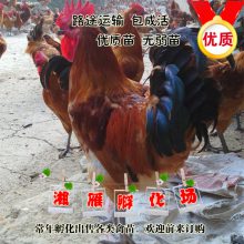 正宗红瑶鸡苗黑瑶血毛土鸡青脚土鸡苗厂家直销包运输成活