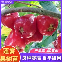 ڽҶϷֲԼ޽