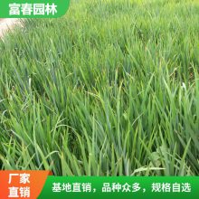 供应黄菖蒲 基地种植 保量 品种规格齐全 绿化工程苗 切花材料