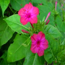 花镜 花海 花境类景观草花紫茉莉子及杯苗紫茉莉