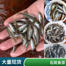 港发水产 淡水养殖石斑鱼苗 鲜活水产种苗 源头直发 全国空运汽运到家