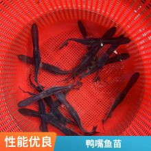 港发头批鸭嘴鱼水花 鱼苗鲜活 鸭嘴鲟苗 淡水观赏鲟鱼 空运汽运