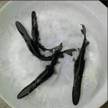   3-6Ѽ ʻ