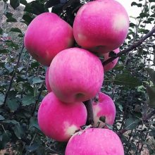 大量出售 3公分矮化苹果苗 1公分鲁丽苹果树苗 果树繁育基地