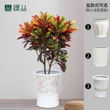 变叶木 中大型落地款 大胖车砂盆 武汉同城绿植配送