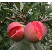 甘红苹果树品种介绍