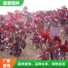 红叶杨苗 全红杨 自产自销 庭院绿化苗木行道树 花坛花镜配植