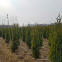 塔柏苗 蜀桧苗 松柏苗 扫墓松 江苏松树苗价格
