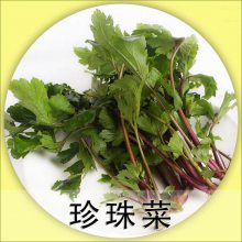 高原食材珍珠菜一件1.5公斤 净重2斤 酒店 餐馆 家庭 一件代发