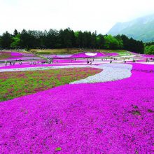 芝樱花海工程施工 芝樱种苗批发 宿根芝樱地被花卉 宿根福禄考杯苗供应