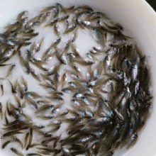 【高密度养殖品种】利鸿 太阳鱼苗 蓝腮太阳鱼鱼苗 淡水养殖高效益