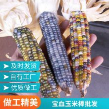 观赏型玉米品种 文玩玉米 多彩文玩玉米