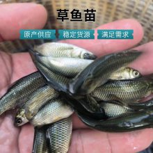 产地直供 广东草鱼苗 2-8公分皖鱼鱼苗 港达淡水养殖