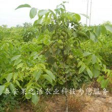 10cm核桃树批发、10cm核桃树报价