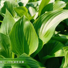 玉簪产地批发甜心玉簪50万盆,青叶玉簪100万盆