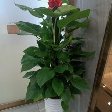 南宁青秀区附近哪里有绿植租摆 花卉出租 养护 批发 汇成园艺