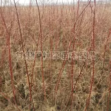 甘肃苗圃供应黑枸杞苗 品种***当年结果