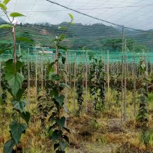 供应永牌果园网 园林防护网 塑料植物攀爬网 农作物支架网厂家