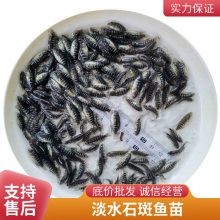 港发水产专业养殖草鱼苗 斑点叉尾鮰鱼苗 淡水石斑鱼苗批发 包活包邮