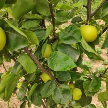 基地出售梨树 盆栽地栽 园林绿化果树苗 根系饱满成活率高
