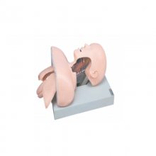 ҽ50߼ܲѵģ