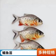 淡水白鲳鱼苗生长速度快 港发水产 支持定制 少病害红鲳鱼苗