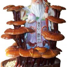 冠县培育灵芝盆景基地 泰山赤灵芝厂家 盆栽灵芝价格 灵芝盆景工艺品 鲜活灵芝盆栽 灵芝种植技术