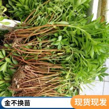 三七景天别名费菜双色盆小盆容器苗繁育基地 楼台阳台均可栽种