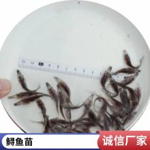 港发水产 养殖基地 鸭嘴鱼苗 生命力顽强 种类多样基地批发