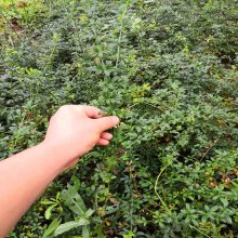 迎春花小苗多少钱一棵、图片、品种