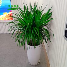 ޺ֲ޺ֲ⣬ֲڼֲ